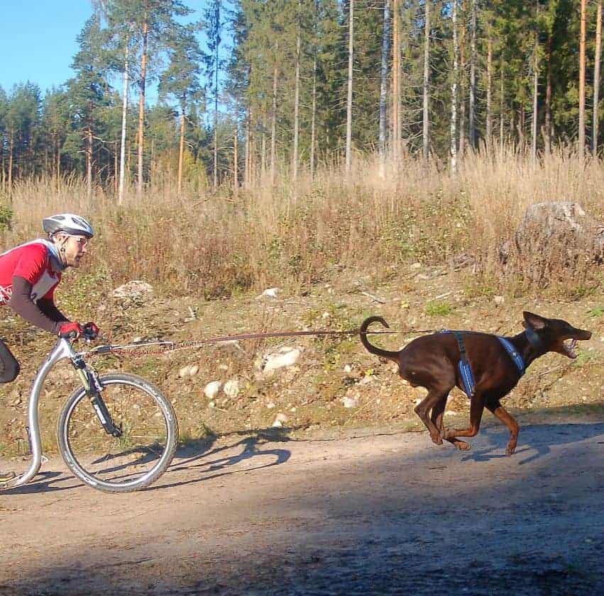 Sporten met de hond